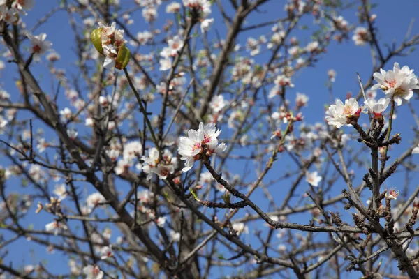 Domesticated Prunus dulcis, commonly known as sweet almond tree, with fresh twigs, brunches abundant in pale-pink flowers on \
