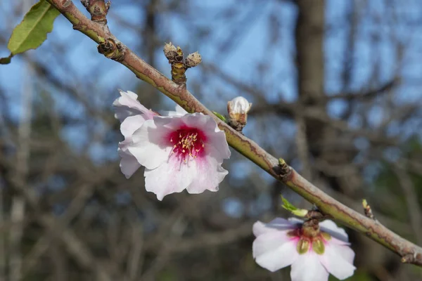 Небагато Самотніх Блідо Рожевих Мигдалевих Квітів Цвіті Одомашненого Фруктового Дерева — стокове фото