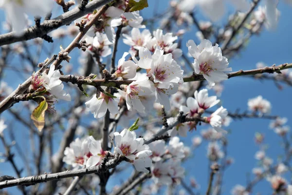 Domesticated Prunus dulcis, commonly known as sweet almond tree, with fresh twigs, brunches abundant in pale-pink flowers on \