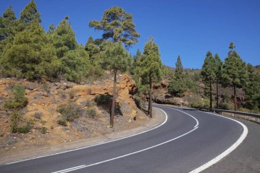 Guimar Vadisi 'ni TF-523 yolu ya da Carretera Los Loros olarak bilinen Teide Ulusal Parkı' na bağlayan boş yol Kanarya çam ormanı veya korona ormanları Tenerife, Kanarya Adaları, İspanya 'dan geçiyor.