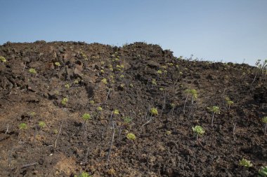 Kurak volkanik arazide Santiago del Teide 'yi Arguayo' ya bağlayan kıt bitki örtüsüyle yürümek, İspanya 'nın Tenerife, Kanarya Adaları' ndaki çiçek açan badem ağaçlarını aramak için popüler ve zorlu bir yol.