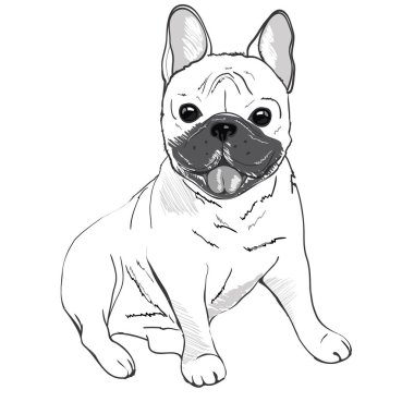 şirin bulldog illüstrasyon