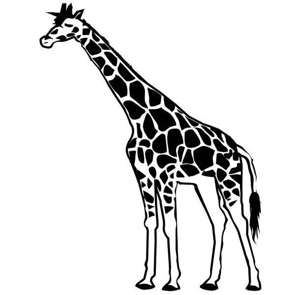 Wild giraffe illustration — Stock Vector