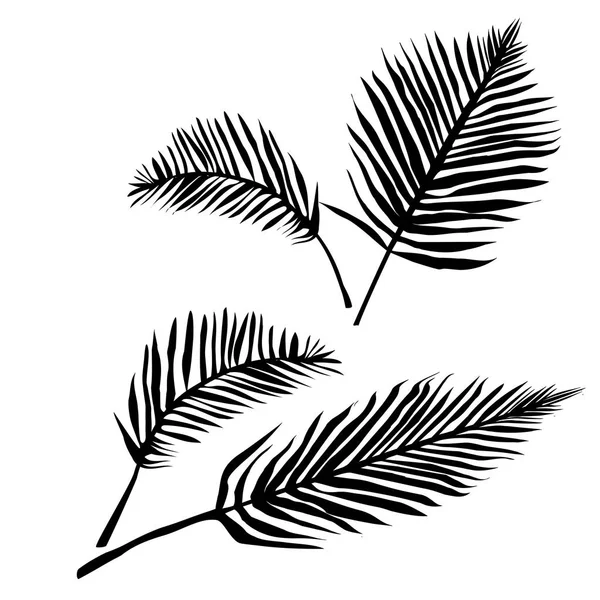 Zwarte palm bladeren silhouet — Stockvector