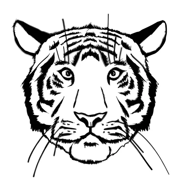 Wild tiger illustration — Stock Vector