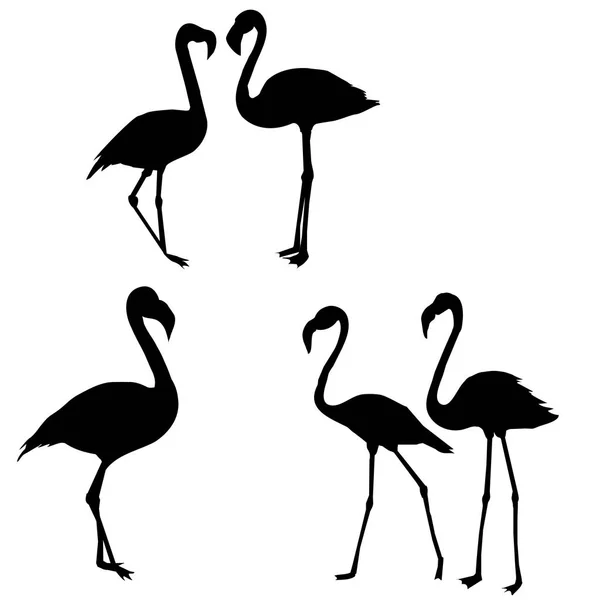 Resumo ilustração flamingo —  Vetores de Stock