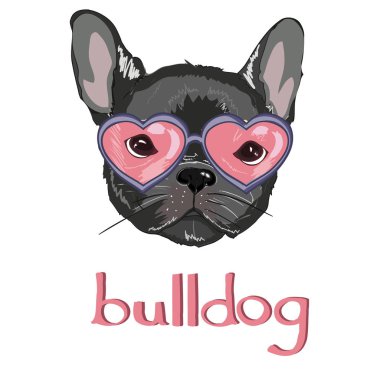 güneş gözlüklü şirin bulldog