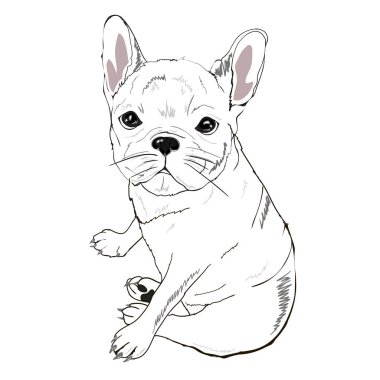 Tatlı Fransız bulldog 'u