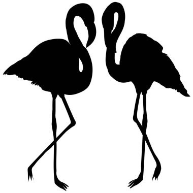 iki flamingolar tasarımını