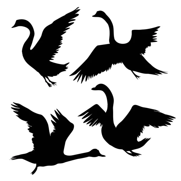 Набір силует чорних лебедів — стоковий вектор