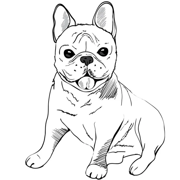 Lindo bulldog francés — Vector de stock