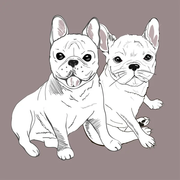 Cute french bulldogs — Stock Vector