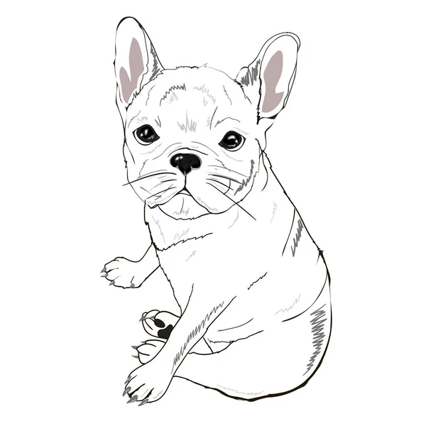 Cute french bulldog — Stock Vector