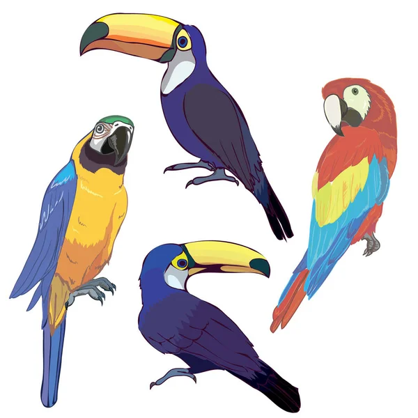 Oiseaux toucans et perroquets — Image vectorielle