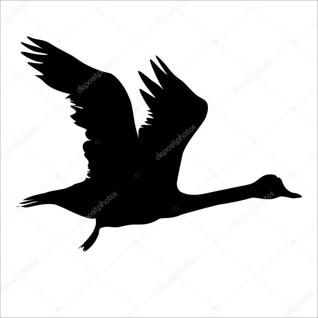 black swan silhouette