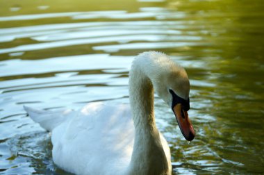 Beyaz Kuğu Gölü '