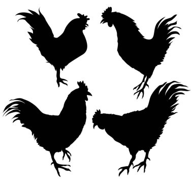 Siyah horoz siluetleri