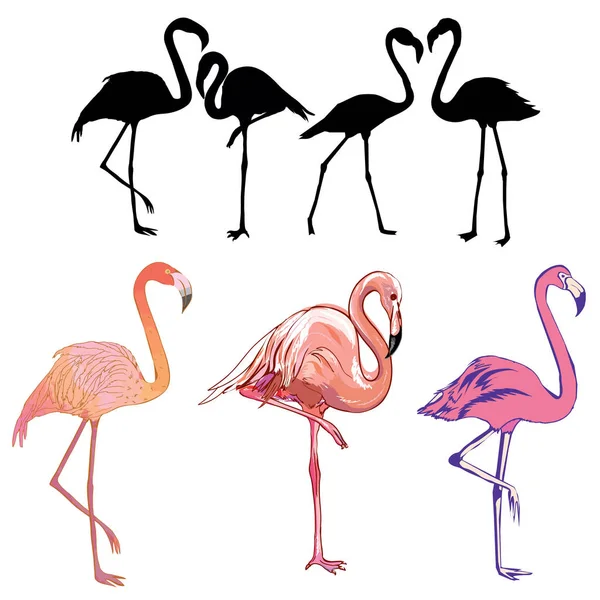 Gruppe von Flamingo-Vögeln — Stockvektor