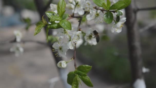 Bee flying near apple tree — Stock Video