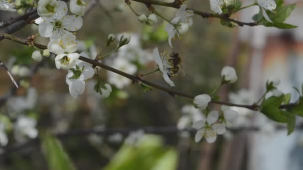 Пчела летит рядом с яблоней — стоковое видео