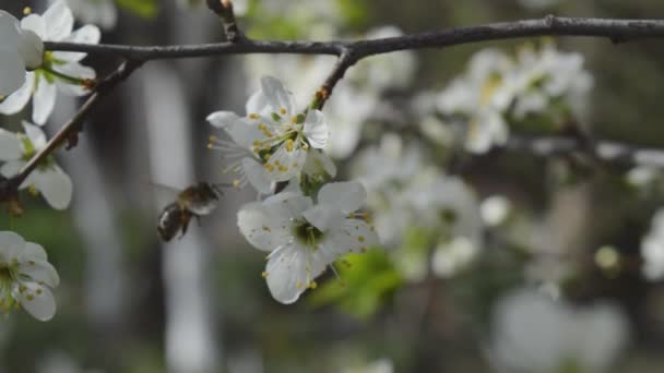 Bijen vliegen in de buurt van de appelboom — Stockvideo