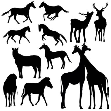 hayvanlar siluet, vektör, illüstrasyon, Zebra, zürafa, at