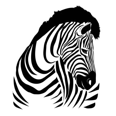 Zebra hayvan, vektör, illüstrasyon izole beyaz arka plan,