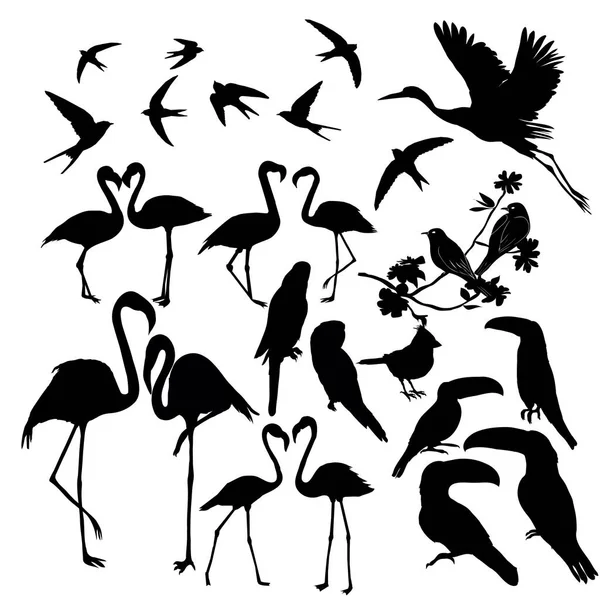 Aves conjunto vetor, ilustração, fundo branco, isolado —  Vetores de Stock