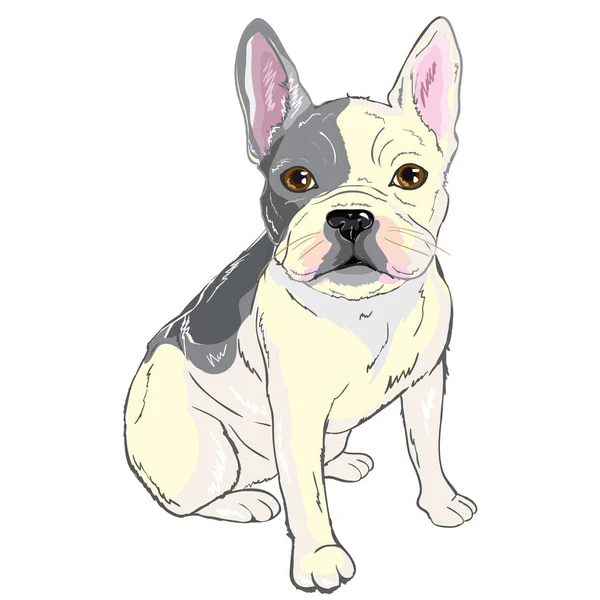 Bulldog, cachorro, perro, vector, ilustración — Vector de stock