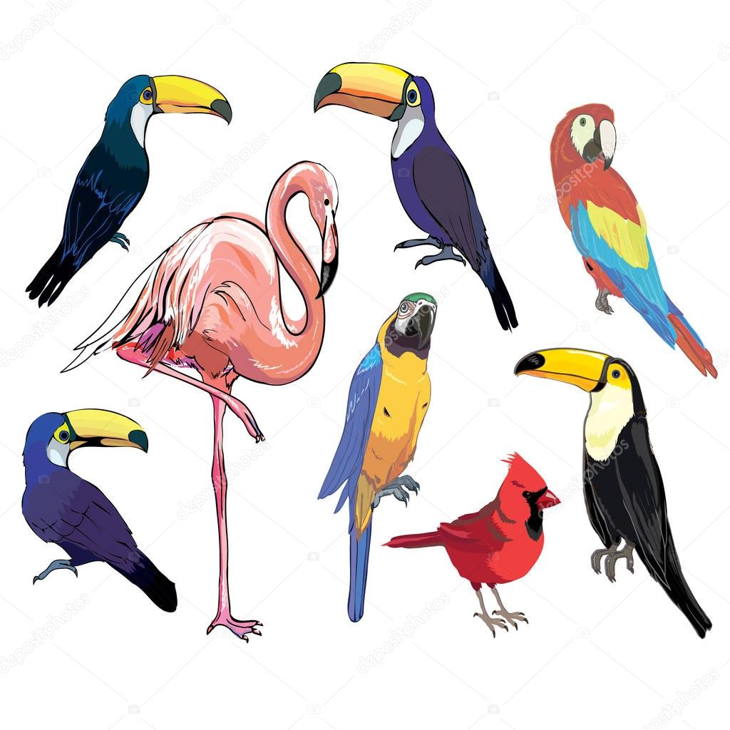 bird, vector, illustration