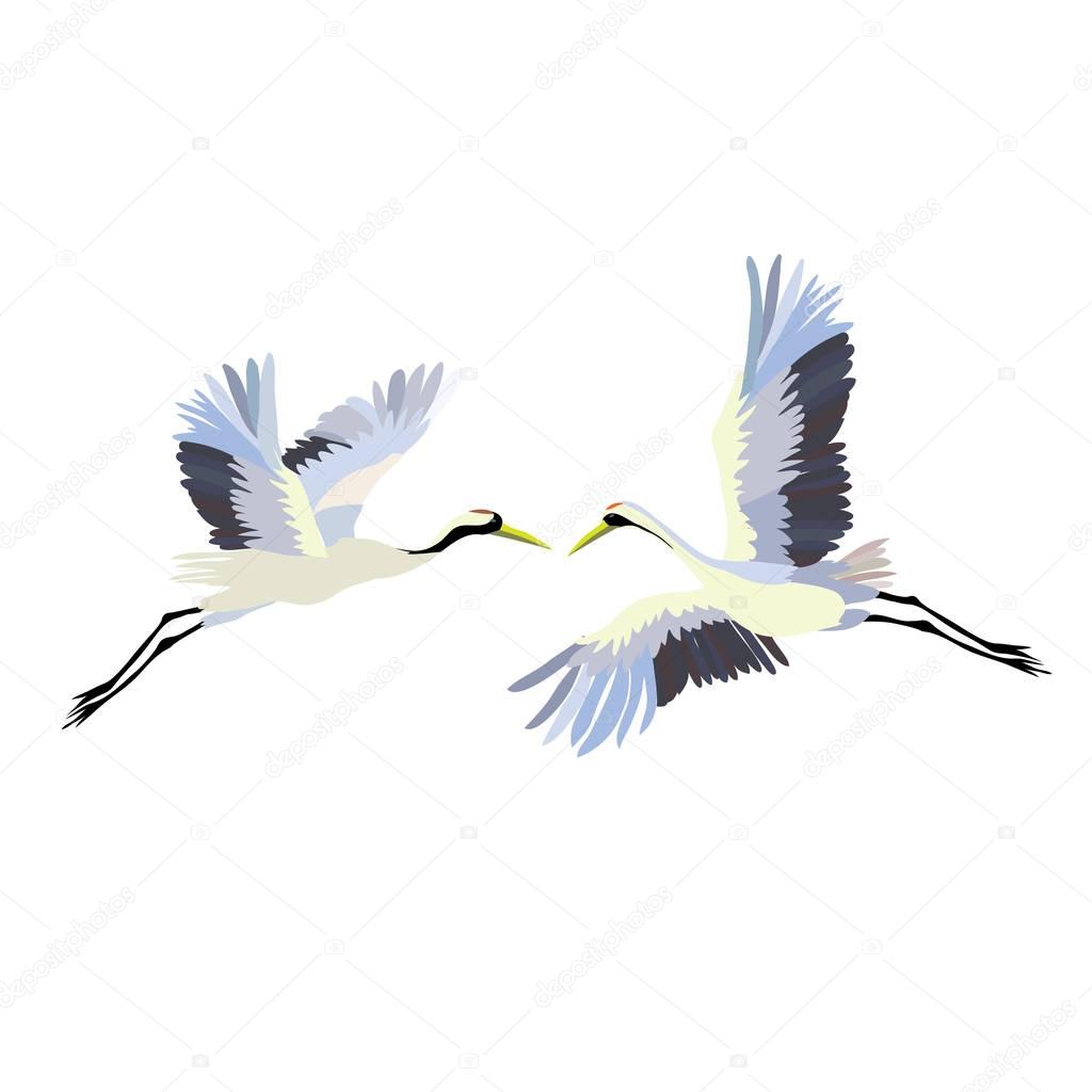 the crane bird , vector, illustration