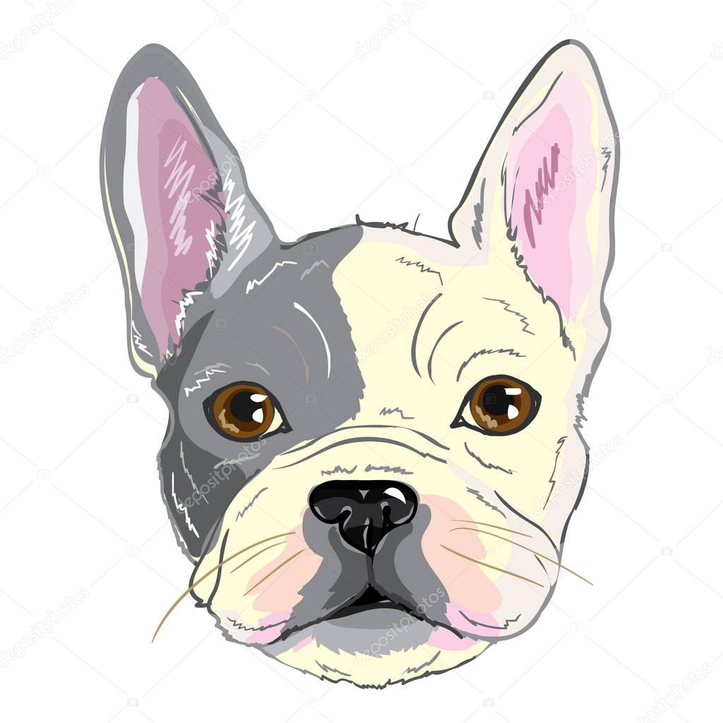 bulldog, puppy, dog, vector, illustration