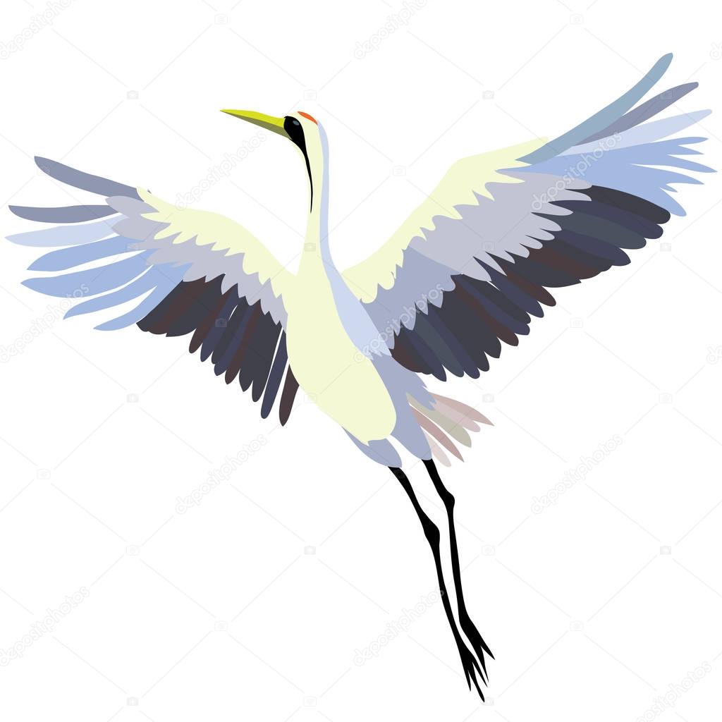 the crane bird , vector, illustration