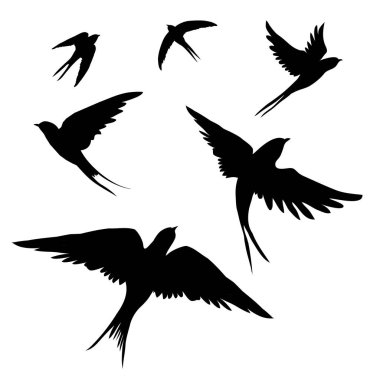 kuşlar vektör çizim yutar