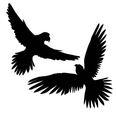 papağan siluet, vektör, illüstrasyon