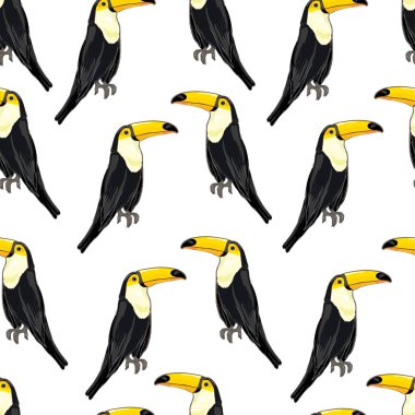 Tukan, kuş, vektör, illüstrasyon