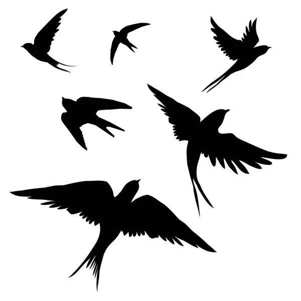 Fecskék madarak vektoros illusztráció — Stock Vector