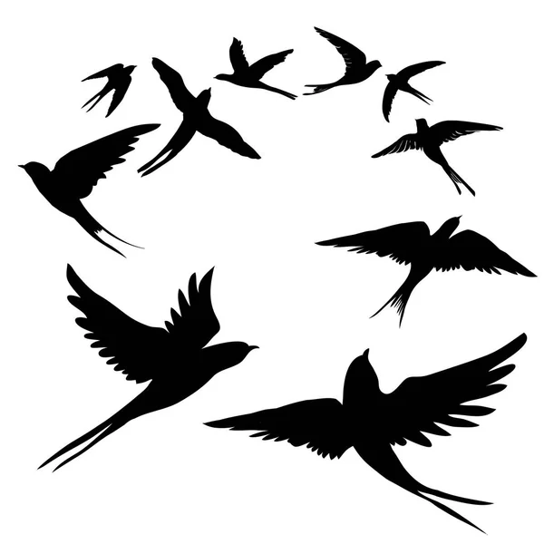 Golondrinas aves vector ilustración — Vector de stock