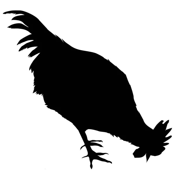 Silueta de gallo, vector, ilustración — Vector de stock