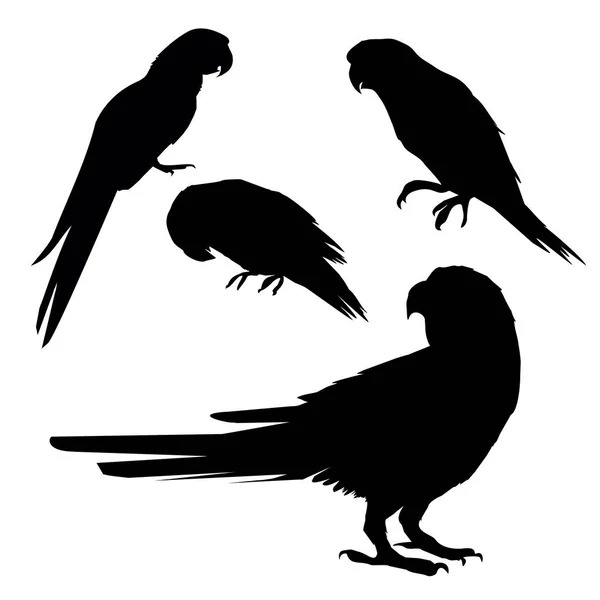 Silhueta de papagaio, vetor, ilustração — Vetor de Stock