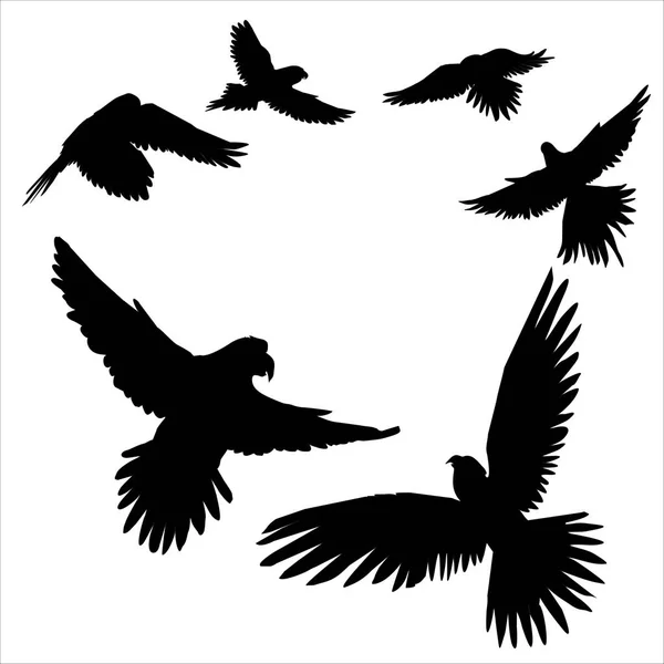 Силуэт попугая, вектор, иллюстрация — стоковый вектор