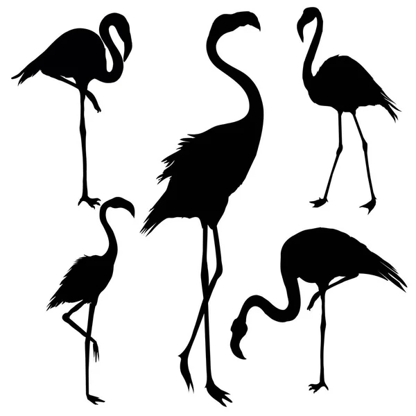 Flamingo silhueta, vetor, ilustração —  Vetores de Stock