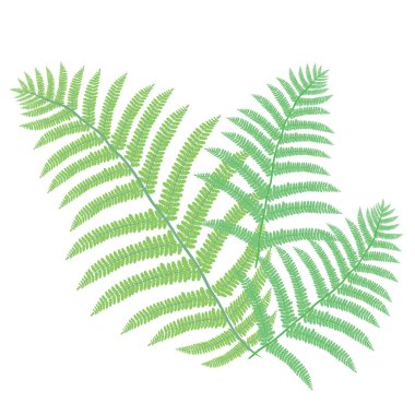 Fern, palm, doğa, vektör, illüstrasyon