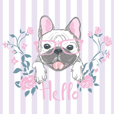 Bulldog, köpek, vektör, illüstrasyon