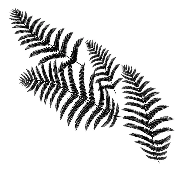 Fern, palm, natuur, vector, illustratie — Stockvector