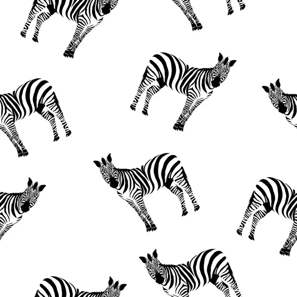 Zebra hayvan, vektör, illüstrasyon