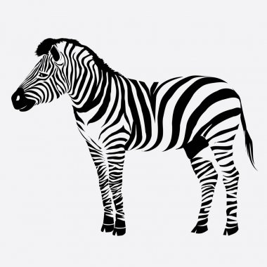 Zebra, hayvan, vektör, illüstrasyon