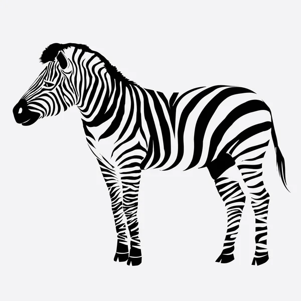 Zebra, animal, vetor, ilustração —  Vetores de Stock
