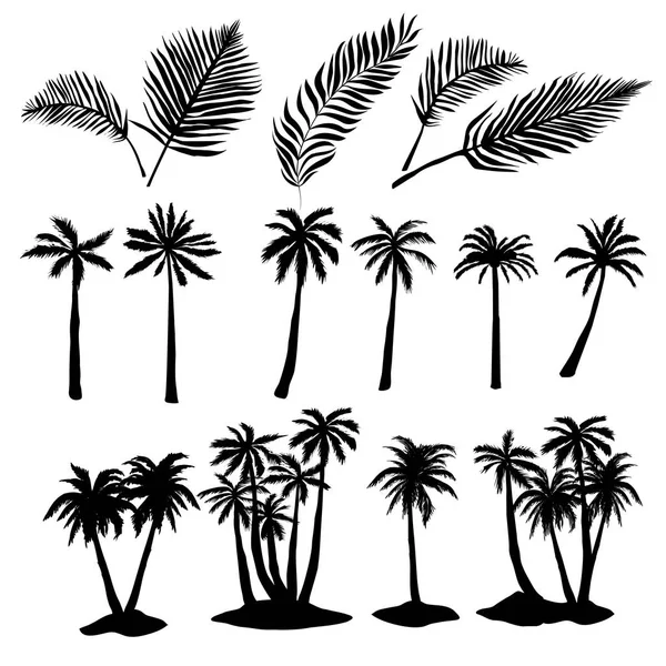 Palmiye ağacı, doğa, vektör, illüstrasyon — Stok Vektör