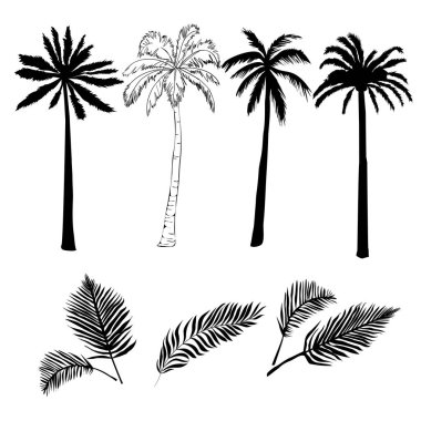 Siyah vektör tek palmiye ağacı siluet simge izole